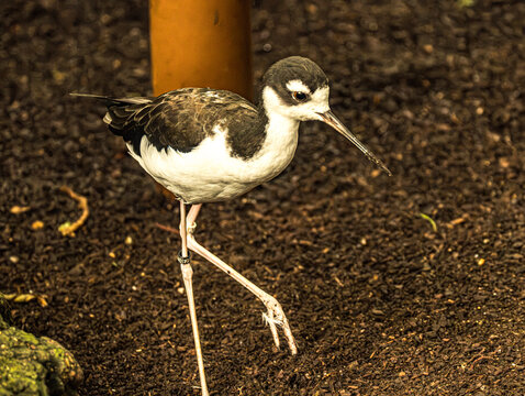 Black-winged stilt walking with long pink legs