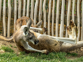 Kangaroo lying down and looking at the camera © Ludovic