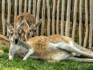 Red kangaroos relaxing near a wooden fence © Ludovic