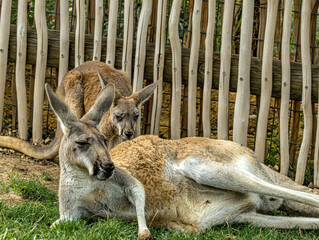 Group of red kangaroos resting on the grass © Ludovic