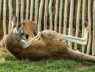 Red kangaroo lying on its side in front of a fence © Ludovic