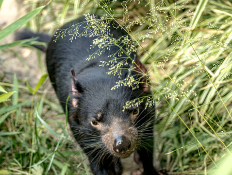 Tasmanian devil sniffing among green grass
