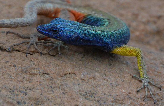 Male Augrabies Flat Lizard Platysaurus broadleyi in breeding colors on rock, Augrabies Falls National Park