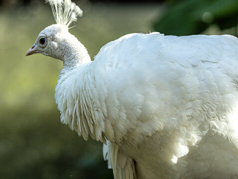 White peacock with crest in profile