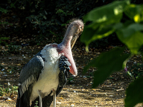 Marabou stork standing in the shade of a tree
