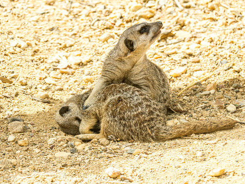 Meerkat family resting together on sandy ground