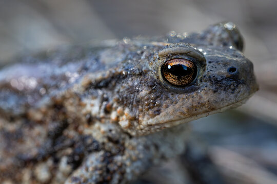 Extreme Close Up of Common Toad Bufo bufo Eye and Head