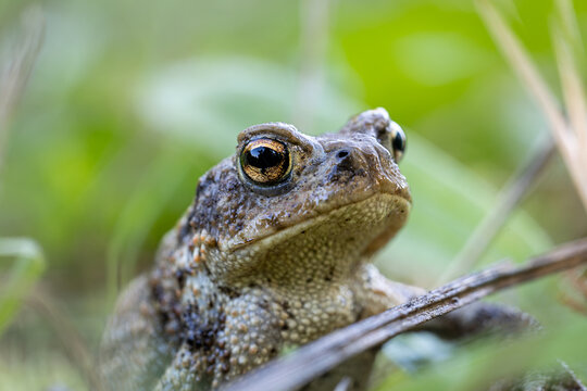 Portrait of Common Toad Bufo bufo in Green Vegetation