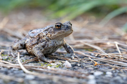 Common Toad Bufo bufo on Forest Ground with Natural Background