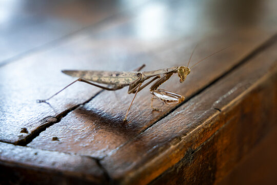 Praying mantis resting on a wooden surface, Tsiribihina, Madagascar