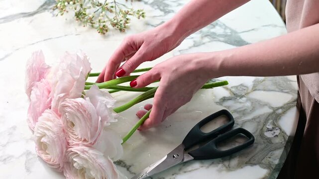 Hands spreading pale pink ranunculus flowers into a row on a marble patterned table beside scissors during spring bouquet preparation.