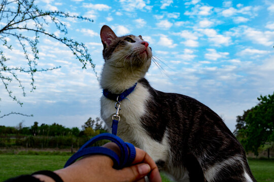 Low angle view of a person walking a white and gray tabby cat on a blue leash, the cat looking up at the blue sky with clouds. The owner's hand holding the leash is visible. Concept of walking a cat o