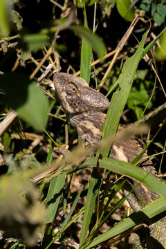 Chameleon peeking through tall green grass, Morondava, Madagascar