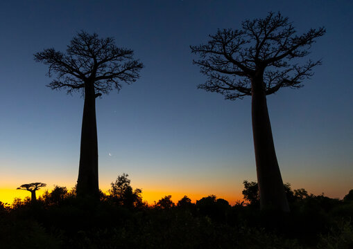 Baobab trees under a crescent moon, Morondava, Madagascar