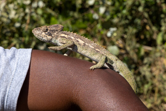Chameleon climbing along an outstretched arm, Morondava, Madagascar