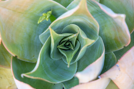 Close-up of a spiral succulent rosette, Isalo, Madagascar
