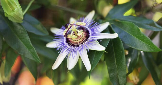 The uniquely beautiful Passiflora, known also as passion flowers or passion vines, is a climbing vine with distinctive blue and white flowers. Captured in slow motion on a sunny morning.
