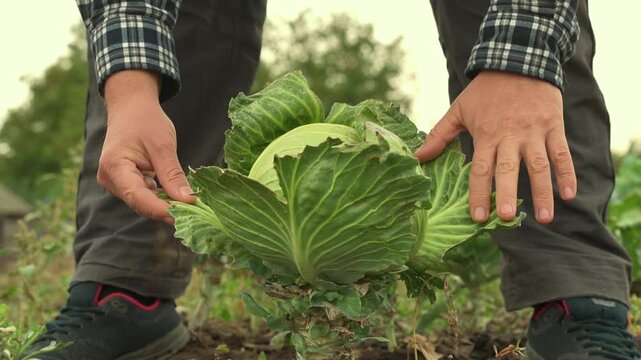 Farmer gently examines a large green cabbage growing in cultivated soil, moving hands across layered leaves in an outdoor vegetable field