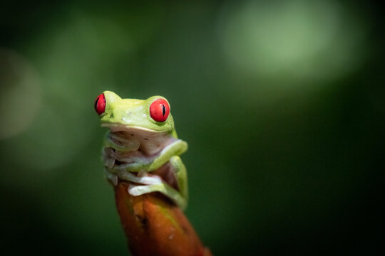 View of a red-eyed tree frog perched on a plant stem with a blurred green background in Puerto Jimenez, Puntarenas Province, Costa Rica.