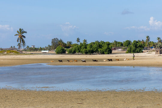Vezo herder guiding goats along the beach, Belo sur Mer, Madagascar
