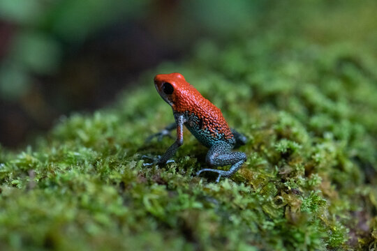 View of a vibrant strawberry poison-dart frog resting on a lush mossy log in the rainforest of Puerto Jimenez, Puntarenas Province, Costa Rica.