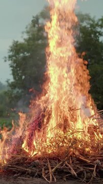 Large outdoor brush fire burning through a pile of dry branches and grass with tall flames and smoke against trees in a rural landscape