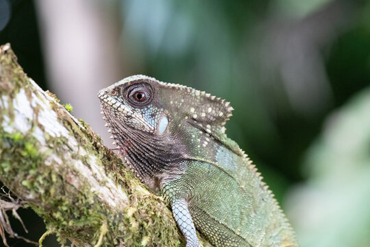 View of a lizard perched on a mossy tree branch in the rainforest of Puerto Jimenez, Puntarenas Province, Costa Rica.