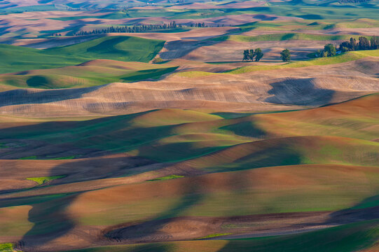 View of the rolling hills of the Palouse landscape with patches of green and brown earth under soft light in Whitman County, Washington, United States.