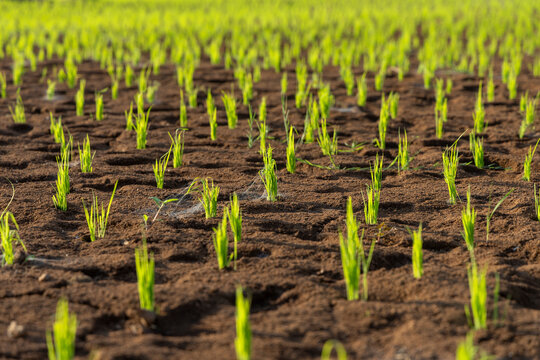 Young rice seedlings in a paddy field, Tsiribihina, Madagascar