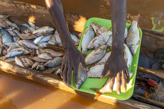 Hands sorting fresh fish on a tray in a canoe, Tsiribihina, Madagascar