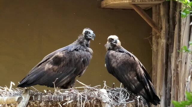Pair of cinereous vultures (Aegypius monachus) standing together, large dark birds of prey, European black vultures, wild raptors, European wildlife, scavenger birds, natural behavior