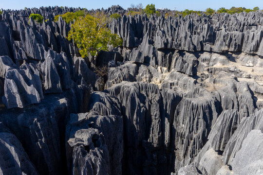 A green tree stands amid tsingy pinnacles, Grand Tsingy, Madagascar