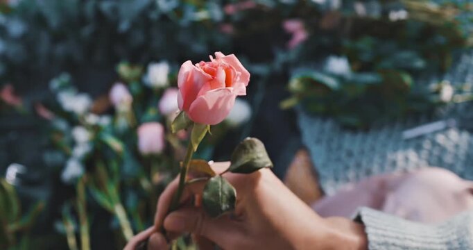 Close-up of hands delicately holding a single pink rose in a garden setting with soft focus background