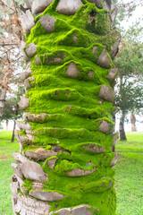 Green moss covering the textured trunk of a palm tree in Batumi, Georgia, showing natural growth, moisture and subtropical vegetation in a coastal environment. © Cat_Kiti_cat