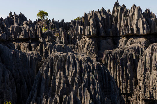 Jagged rock spires with a lone tree, Grand Tsingy, Madagascar