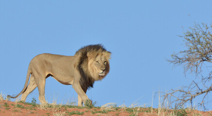 Black maned male Lion Panthera Leo walking on red Kalahari dune, Kgalagadi Transfrontier Park, South Africa © Eddie