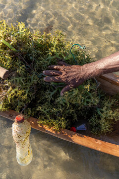 Hand gathering seaweed inside a canoe, Belo sur Mer, Madagascar