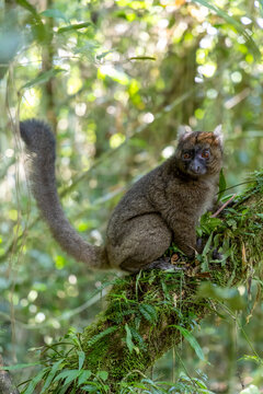Lemur with a long tail on a branch, Ranomafana, Madagascar