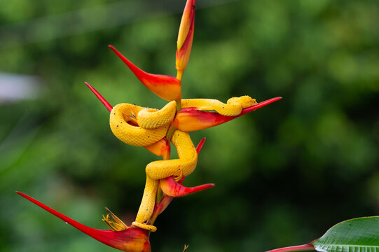 View of a bright yellow eyelash viper coiled on a vibrant red and yellow heliconia flower in the lush rainforest of Costa Rica.