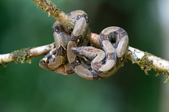 View of a boa constrictor coiled around a mossy tree branch in the lush rainforest of Costa Rica.