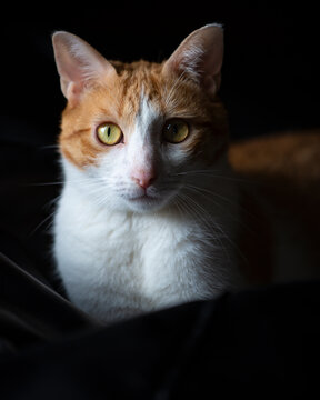 Gato  mirando a c&aacute;mara