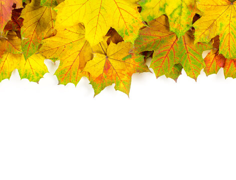 autumn maple leaves isolated on a white