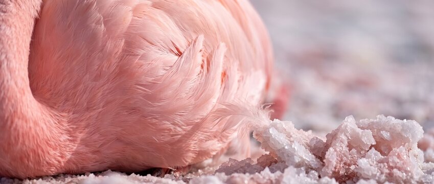 Close-up of a Pink Flamingo's Plumage: An extreme close-up focuses on the soft, textured pink feathers of a flamingo, resting on a bed of salt crystals.