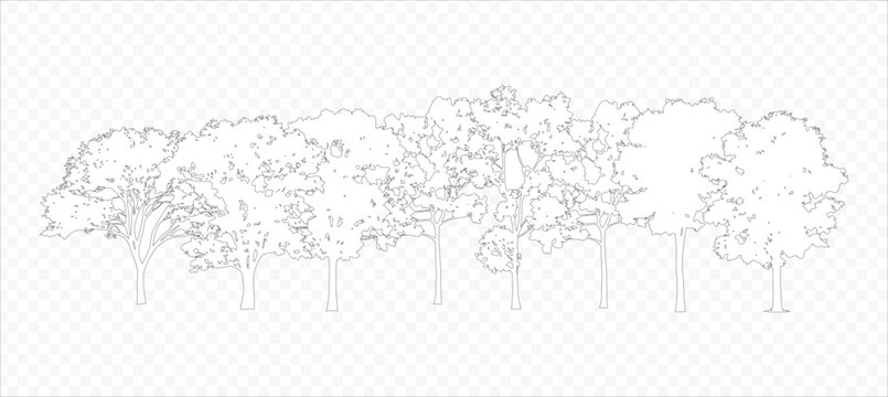 Vector trees in elevation view for use in architectural drawings isolated on transparent background