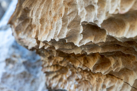 Close-up of fluted limestone underside, Petit Tsingy, Madagascar