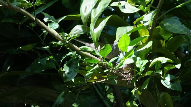 Two zebra doves building a nest with twigs on a lush green tree branch, capturing peace, natural tranquility, mindful living, and sustainable organic wellness concepts.
