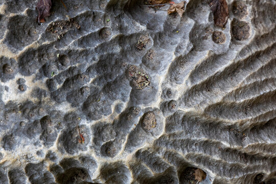 Macro of pitted limestone texture, Petit Tsingy, Madagascar