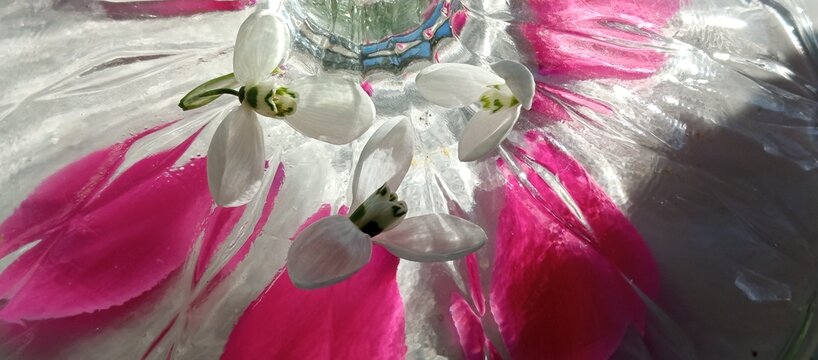 White snowdrop blossoms and vibrant pink petals beneath patterned glass