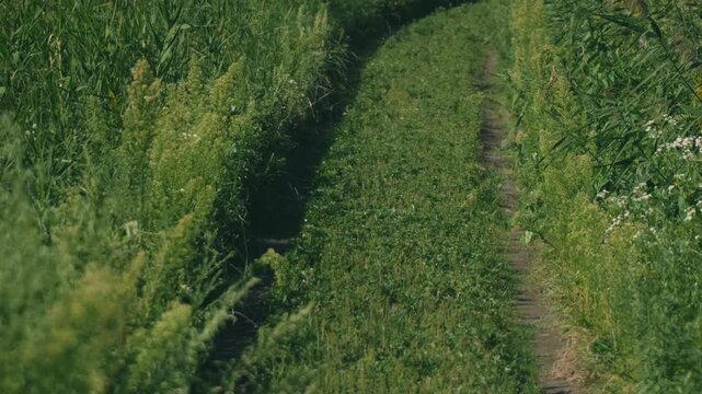 Close-Up of a Rural Road with Tire Tracks in a Sunlit Grassland
