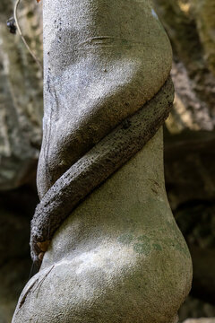 Close-up of a vine wrapped tree trunk, Grand Tsingy, Madagascar